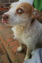 Lost Male Dog last seen Morris Lane, Toney, AL 35773