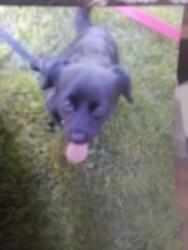 Lost Male Dog last seen 9th and mesquite , Las Vegas, NV 89101