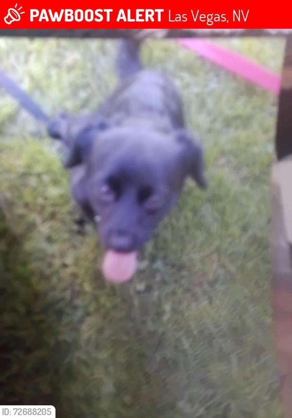 Lost Male Dog last seen 9th and mesquite , Las Vegas, NV 89101