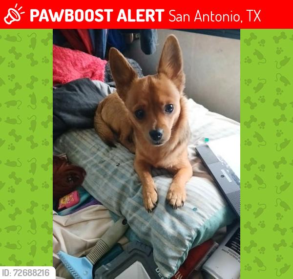 Lost Female Dog last seen Pleasanton Rd, San Antonio, TX 78221