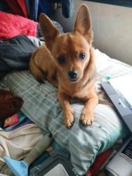 Lost Female Dog last seen Pleasanton Rd, San Antonio, TX 78221