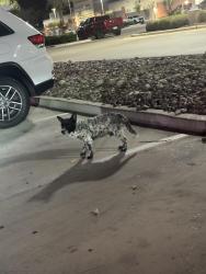 Found/Stray Male Dog last seen Bubbas restaurant at 2608 W Expy 83, McAllen, TX 78501, McAllen, TX 78501