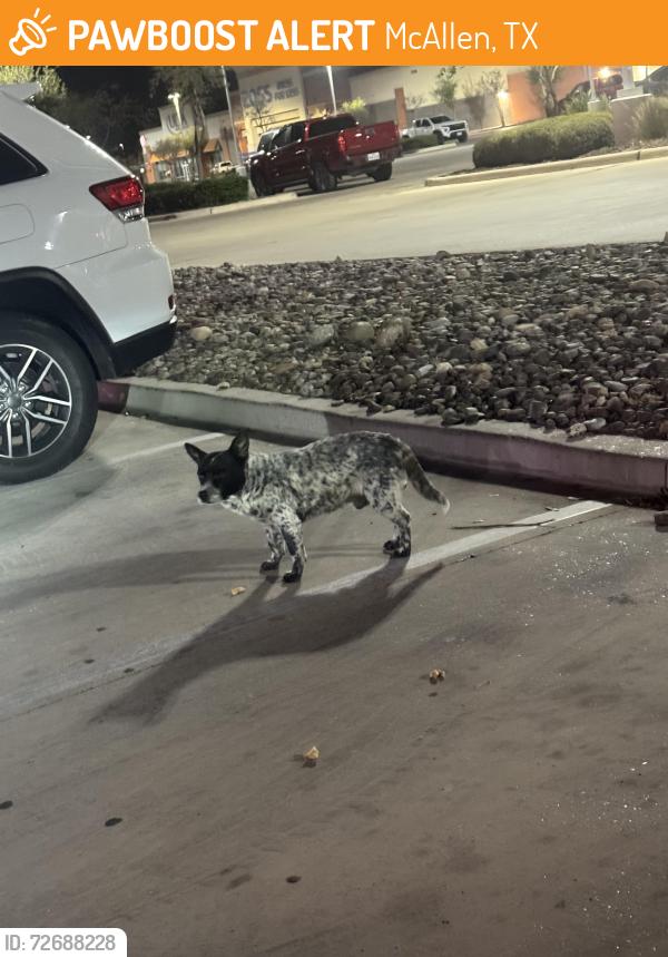 Found/Stray Male Dog last seen Bubbas restaurant at 2608 W Expy 83, McAllen, TX 78501, McAllen, TX 78501