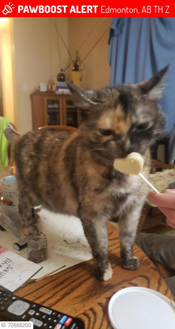Lost Female Cat last seen Grant MacEwan Lrt Station., Edmonton, AB T5H 2Z8