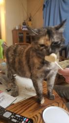 Lost Female Cat last seen Grant MacEwan Lrt Station., Edmonton, AB T5H 2Z8