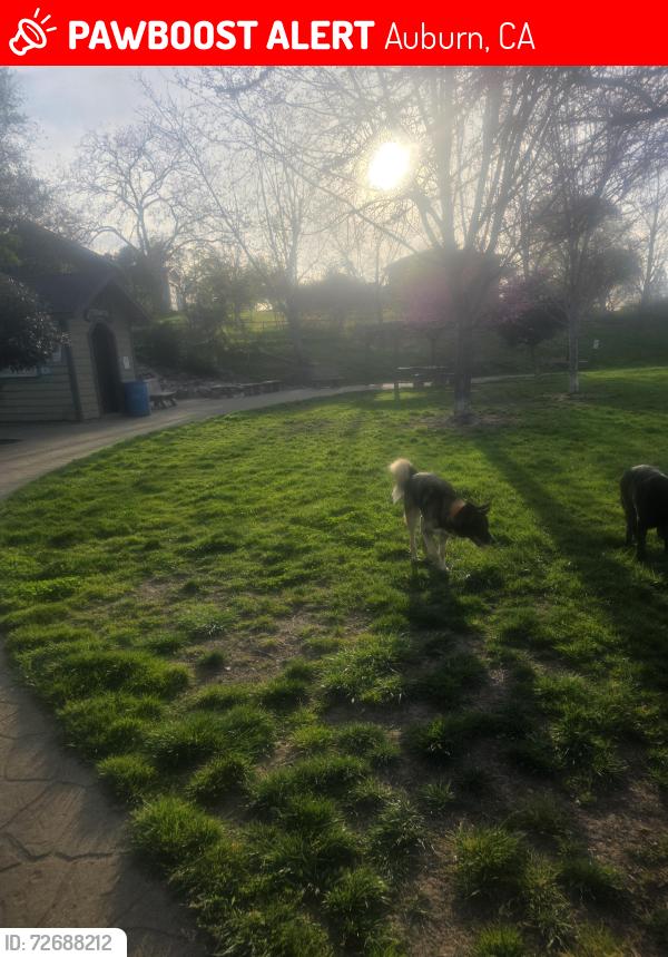 Lost Male Dog last seen Near Auburn Ravine Road, Auburn, CA 95603