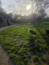 Lost Male Dog last seen Near Auburn Ravine Road, Auburn, CA 95603