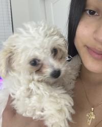 Lost Female Dog last seen E 56th Ave by the airport. lost at construction site. . , Aurora, CO 80019
