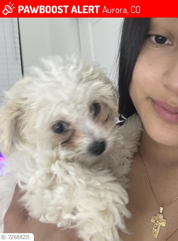 Lost Female Dog last seen E 56th Ave by the airport. lost at construction site. . , Aurora, CO 80019