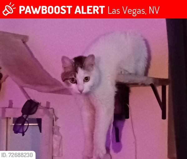 Lost Female Cat last seen Stewart and 14th st. , Las Vegas, NV 89101