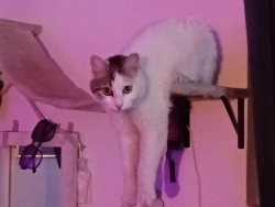 Lost Female Cat last seen Stewart and 14th st. , Las Vegas, NV 89101