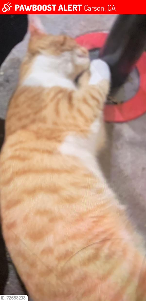 Lost Male Cat last seen Cassidy and Billings, Carson, CA 90746