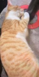 Lost Male Cat last seen Cassidy and Billings, Carson, CA 90746