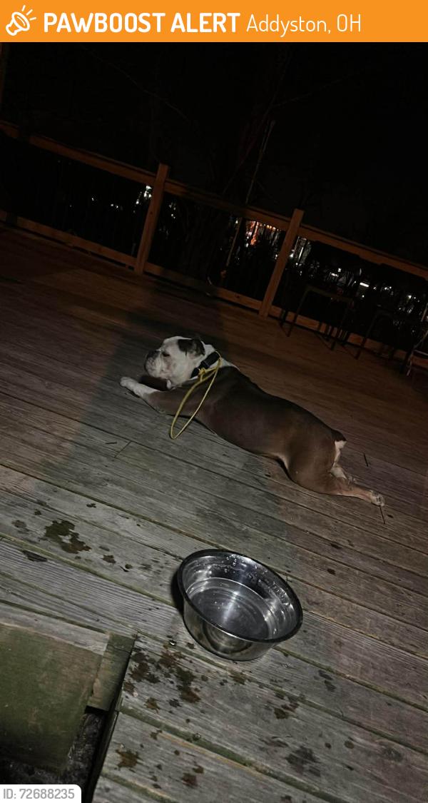 Found/Stray Male Dog last seen Near Main Street and second street, Addyston, OH 45233