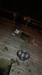 Found/Stray Male Dog last seen Near Main Street and second street, Addyston, OH 45233