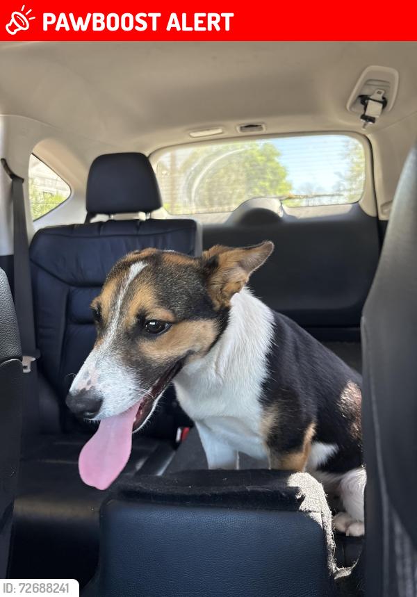 Lost Male Dog last seen Orinda Way and 46th St. , Fruitridge Pocket, CA 95820
