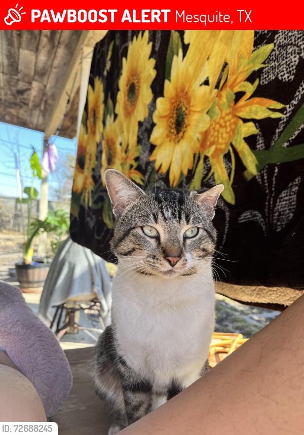 Lost Male Cat last seen Rodeo Center Blvd, Mesquite, TX 75149