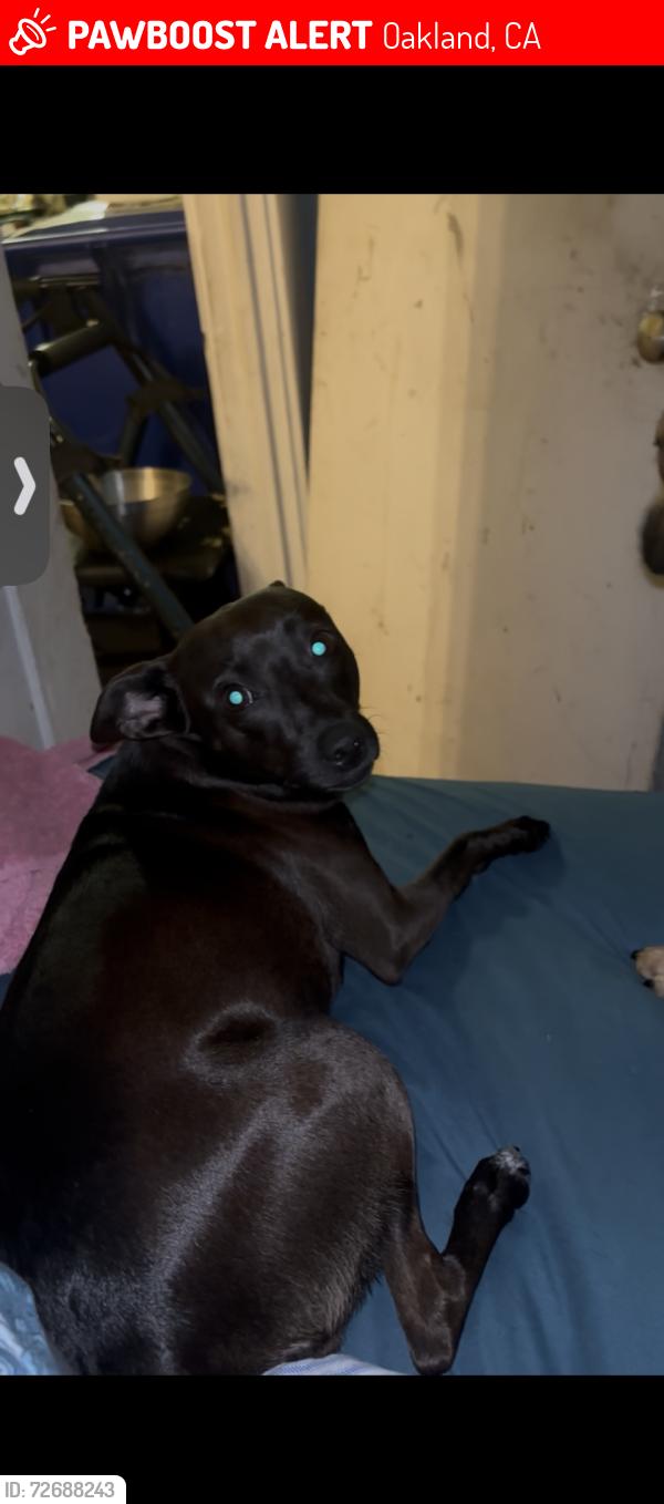 Lost Female Dog last seen E.8th st and San Leandro blvd, Oakland, CA 94601