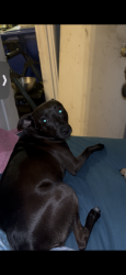 Lost Female Dog last seen E.8th st and San Leandro blvd, Oakland, CA 94601