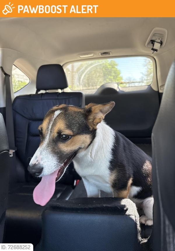 Found/Stray Male Dog last seen Orinda Way and 46th St, Fruitridge Pocket, CA 95820
