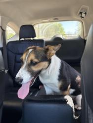 Found/Stray Male Dog last seen Orinda Way and 46th St, Fruitridge Pocket, CA 95820