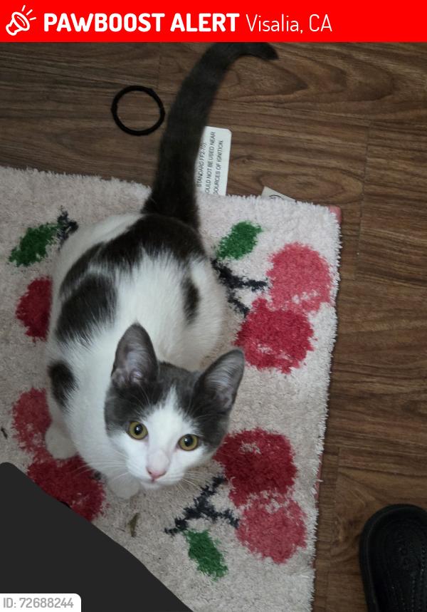 Lost Female Cat last seen Kiwanis Park and the USPS, Visalia, CA 93292