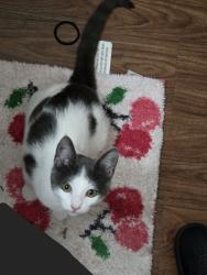 Lost Female Cat last seen Kiwanis Park and the USPS, Visalia, CA 93292