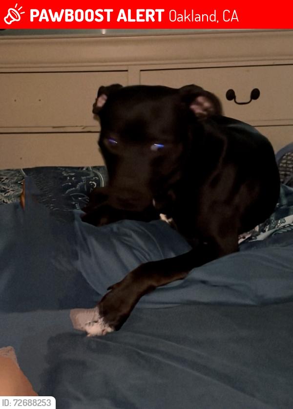 Lost Male Dog last seen E.8th st and San Leandro blvd, Oakland, CA 94601