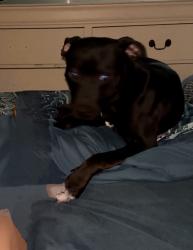 Lost Male Dog last seen E.8th st and San Leandro blvd, Oakland, CA 94601