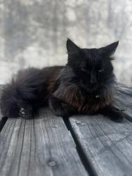 Lost Male Cat last seen Luby dr /ripley dr, San Jose, CA 95133