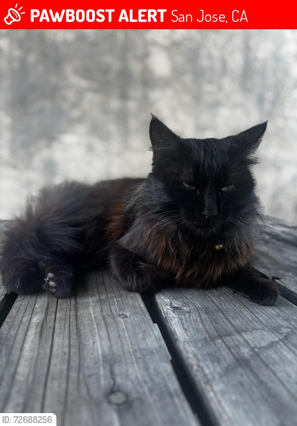 Lost Male Cat last seen Luby dr /ripley dr, San Jose, CA 95133