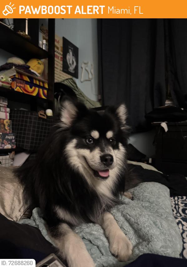 Found/Stray Male Dog last seen Steak and Shake, Miami, FL 33193