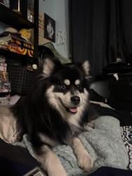Found/Stray Male Dog last seen Steak and Shake, Miami, FL 33193