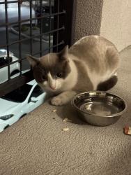 Found/Stray Unknown Cat last seen At parkway lofts apmts , Orem, UT 84058