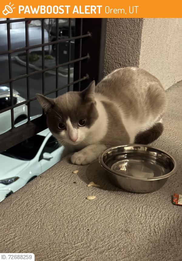 Found/Stray Unknown Cat last seen At parkway lofts apmts , Orem, UT 84058