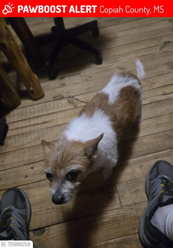Lost Female Dog last seen Near sardis rd, Hazlehurst, MS 39083