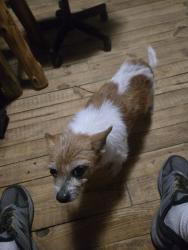 Lost Female Dog last seen Near sardis rd, Hazlehurst, MS 39083
