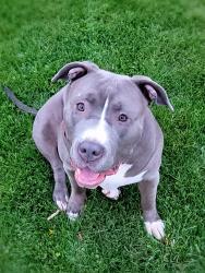 Lost Female Dog last seen Near Little Creek Hwy Dublin VA , Dublin, VA 24084