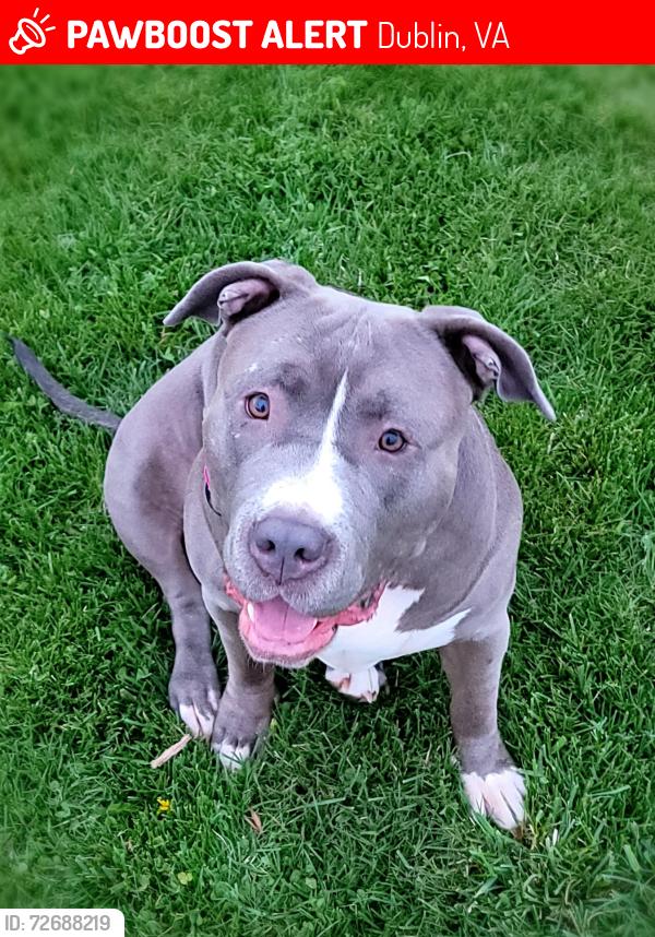 Lost Female Dog last seen Near Little Creek Hwy Dublin VA , Dublin, VA 24084