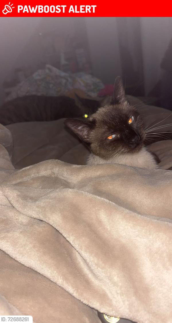 Lost Female Cat last seen North Saint Paul, North Saint Paul, MN 55109