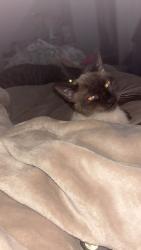 Lost Female Cat last seen North Saint Paul, North Saint Paul, MN 55109