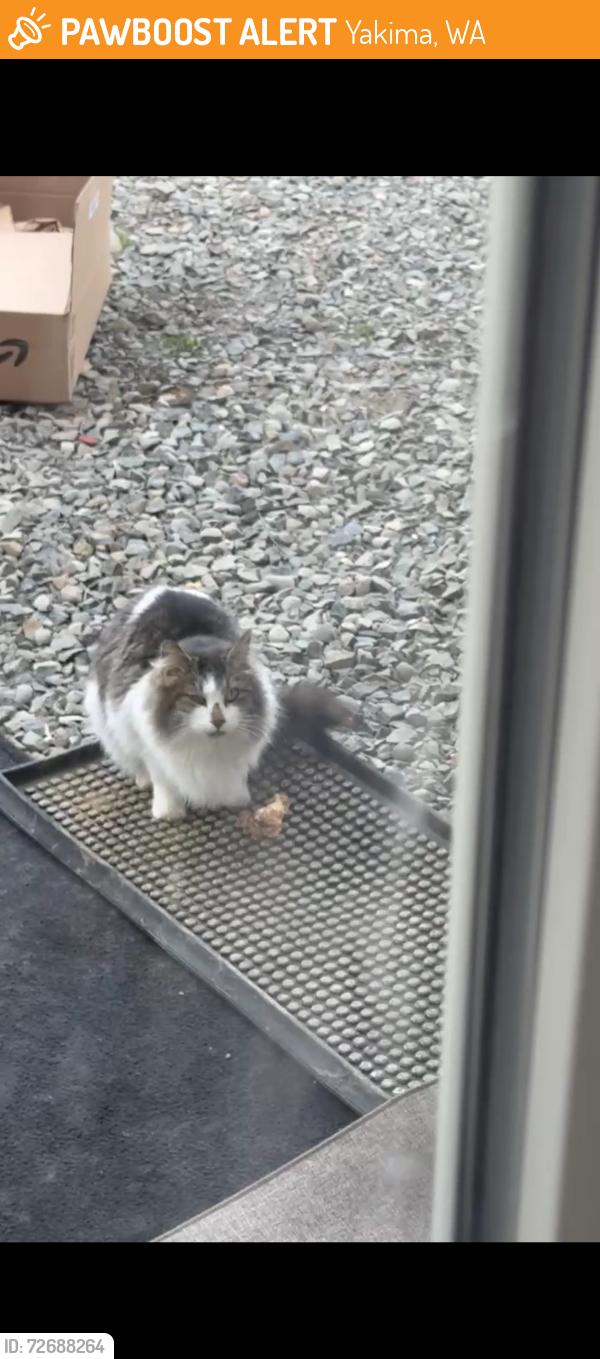 Found/Stray Unknown Cat last seen Marsh road Yakima , Yakima, WA 98901