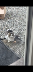 Found/Stray Unknown Cat last seen Marsh road Yakima , Yakima, WA 98901