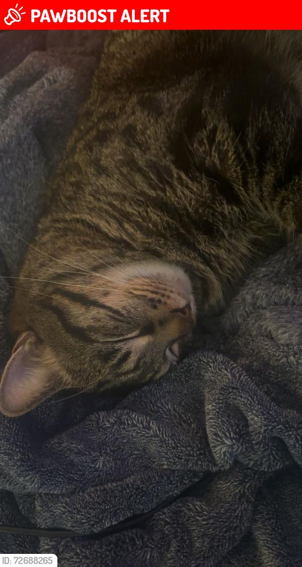 Lost Male Cat last seen Snow man , North Saint Paul, MN 55109