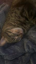Lost Male Cat last seen Snow man , North Saint Paul, MN 55109