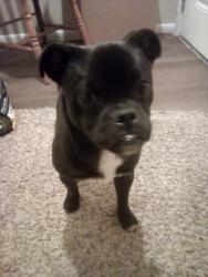 Found/Stray Male Dog last seen Yale & Santa Clara, Albuquerque, NM 87106