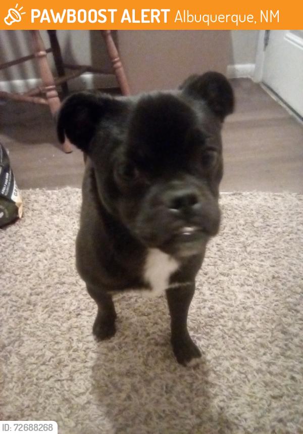 Found/Stray Male Dog last seen Yale & Santa Clara, Albuquerque, NM 87106