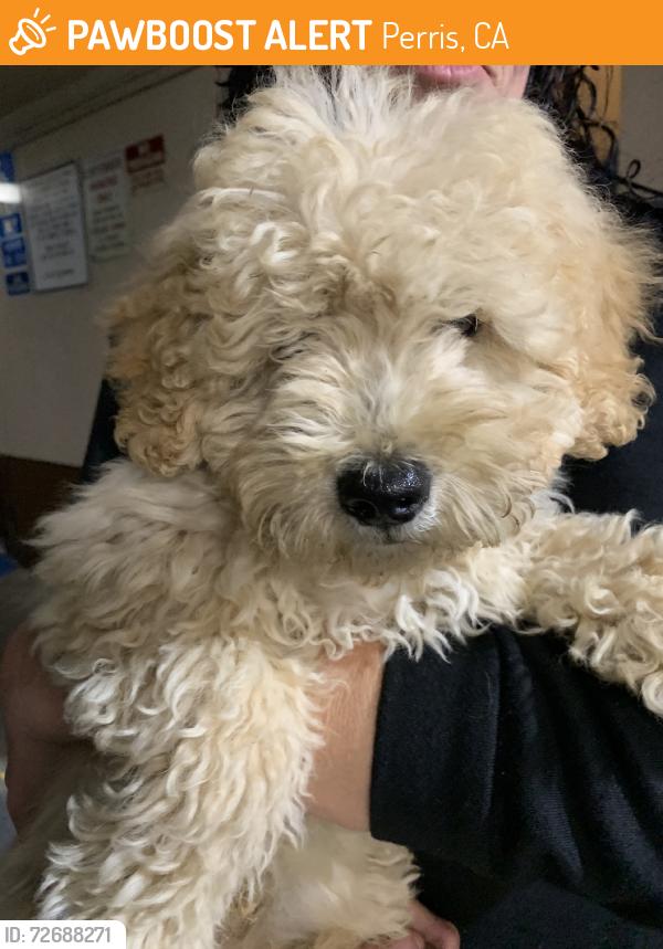 Found/Stray Unknown Dog last seen Nuevo @ Orangetree, Perris, CA 92571