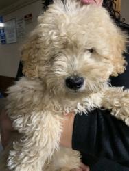 Found/Stray Unknown Dog last seen Nuevo @ Orangetree, Perris, CA 92571