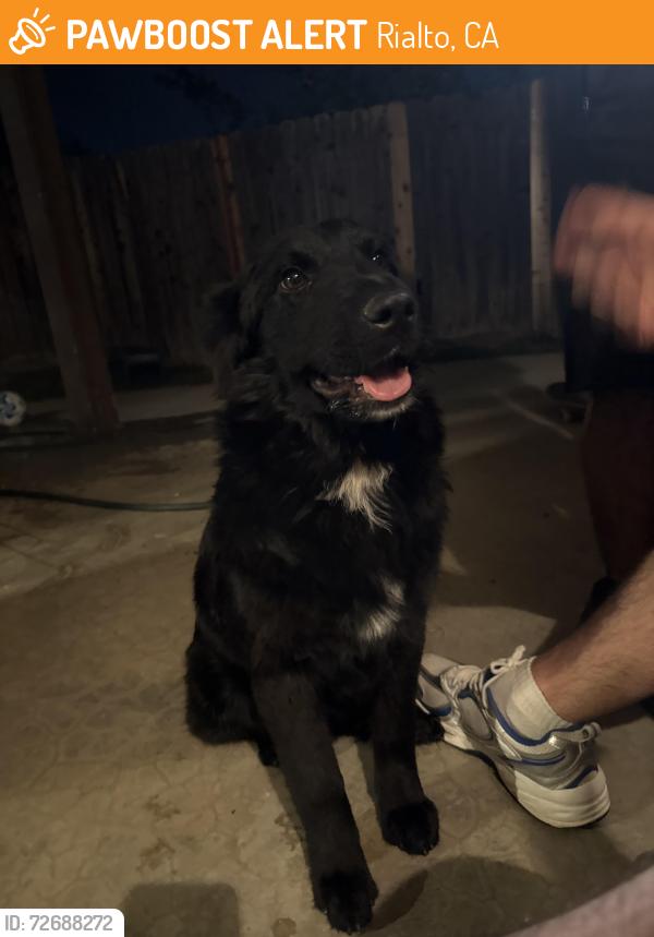 Found/Stray Female Dog last seen E Easton st, Rialto ca, Rialto, CA 92376